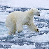 Hunting polar bear (Ursus maritimus) running over drift ice / ice floe in the Arctic Ocean along the Svalbard coast, Spitsbergen, Norway